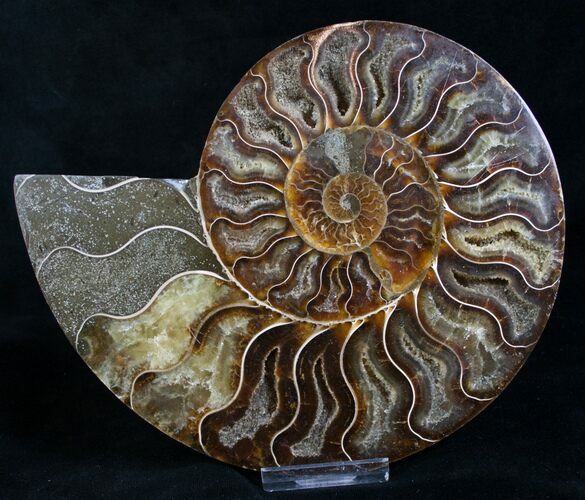 Beautiful Cut Ammonite Fossil (Half) #8420